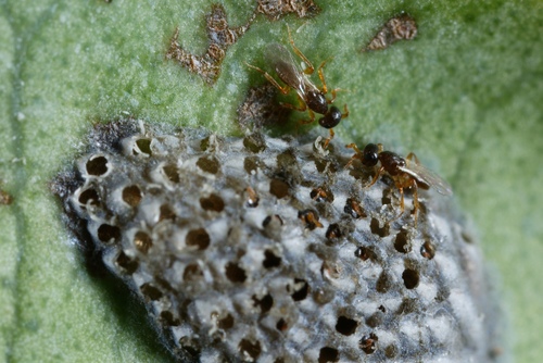 Aphanomerus pusillus observed 2017-03-14