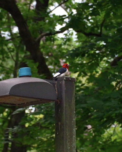 Red-headed Woodpecker observed by pufferchung
