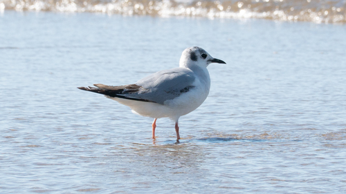Gaviota de Bonaparte