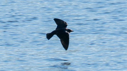 Golondrina purpúrea