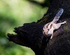 Funambulus pennantii