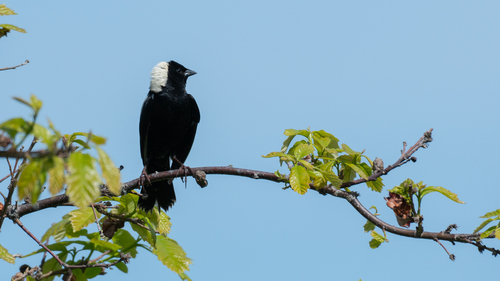 Bobolink