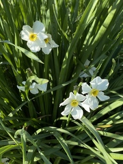 Narcissus poeticus