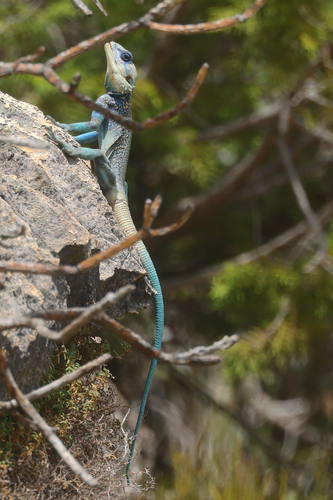 Eritrean Ridgeback Agama