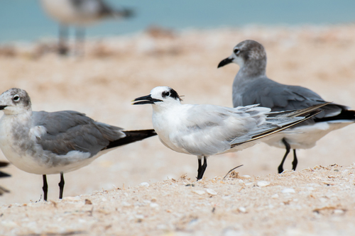 iNaturalist: (c) Eduardo Suárez Zapata, some rights reserved (CC BY-NC), uploaded by Eduardo Suárez Zapata iNaturalist image