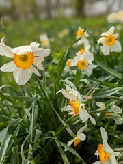 Narcissus poeticus