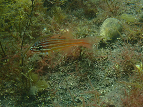 Ostorhinchus holotaenia observed 2026-06-01