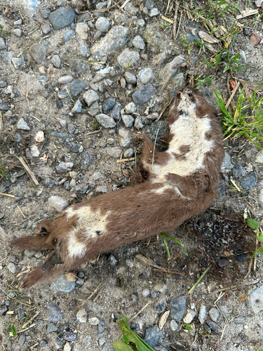 Least Weasel observed by antimony-ore
