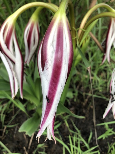 Crinum ornatum image