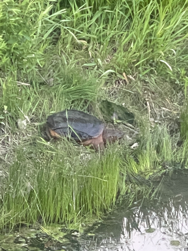 Common Snapping Turtle observed by rubin_muslake