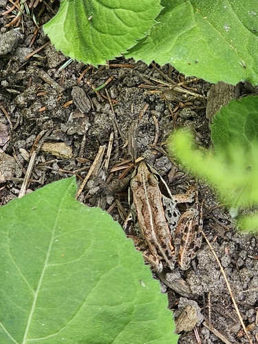 Wood Frog observed by bogwalker