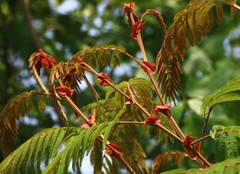 Albizia chinensis