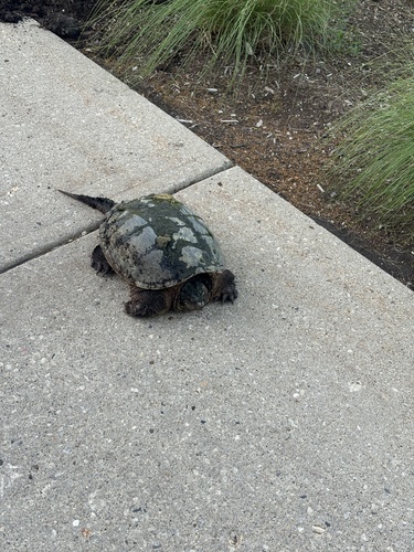 Common Snapping Turtle observed by basilpitch
