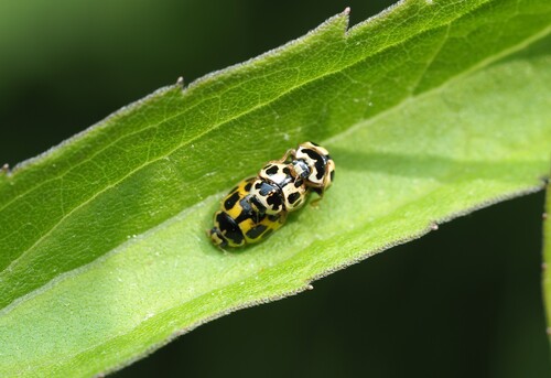Fourteen-spotted Lady Beetle photo 3