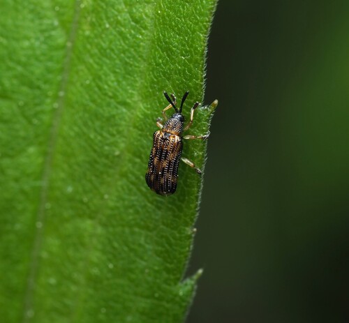 Sumitrosis inaequalis photo 6
