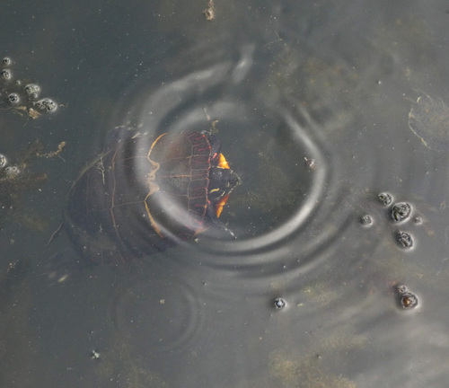 Painted Turtle