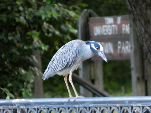 Yellow-crowned Night Heron