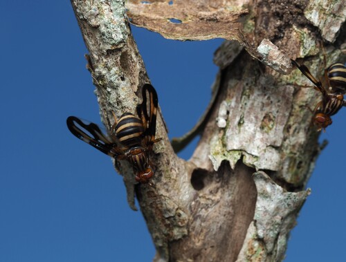 Idana marginata photo 5