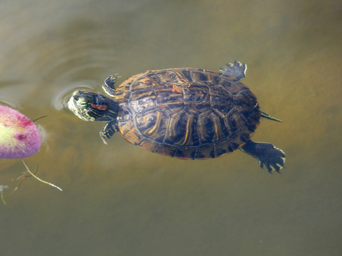 Pond Slider