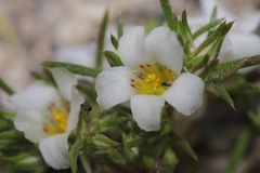 Linanthus demissus