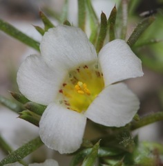 Linanthus demissus