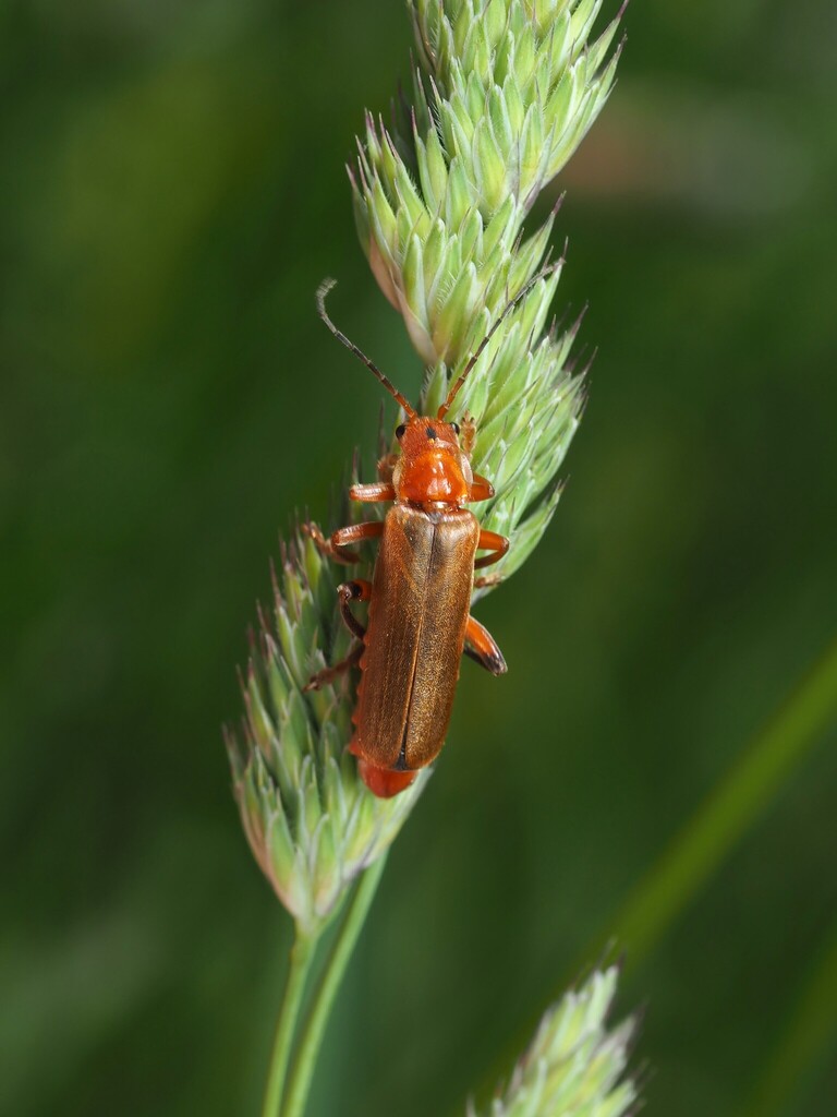 Livid Soldier Beetle
