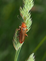 Livid Soldier Beetle