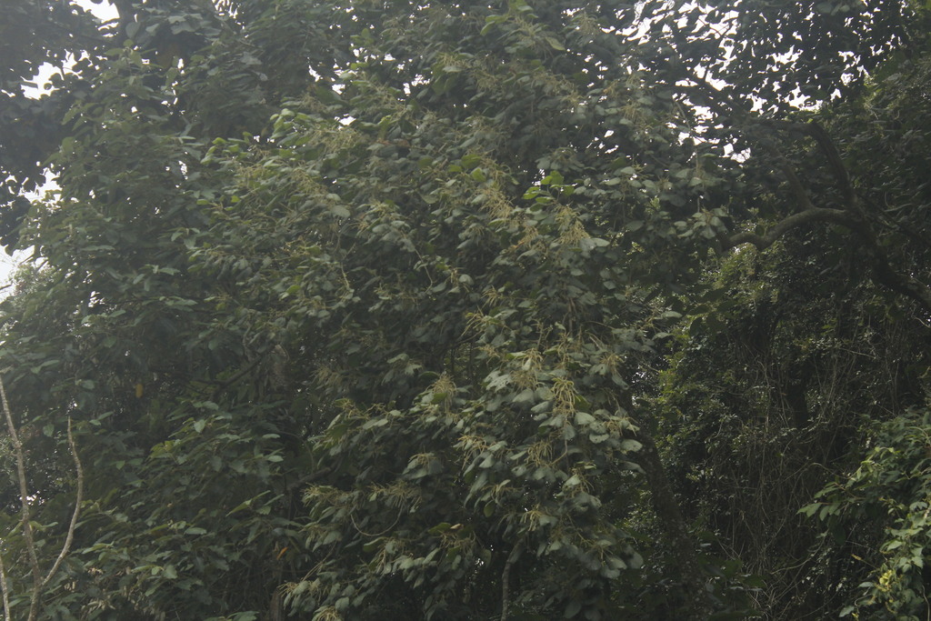 Alchornea glandulosa; photograph (c) Gabriel Fernandes, some rights reserved (CC BY)