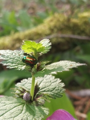 Chrysolina fastuosa