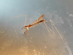 Empicoris vagabundus