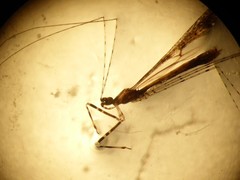 Empicoris vagabundus