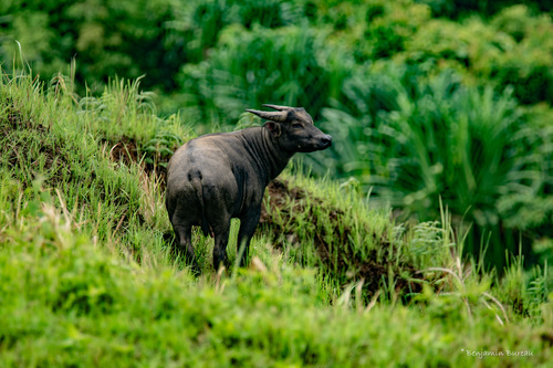 Tamaraw