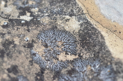 Phaeophyscia sciastra