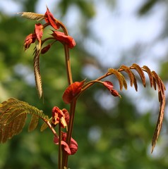 Albizia chinensis