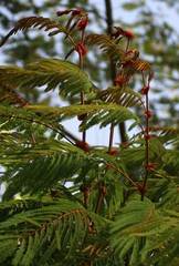 Albizia chinensis