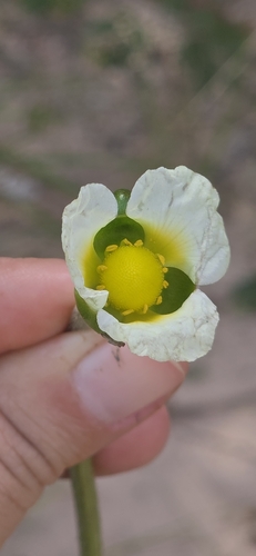 Sagittaria guayanensis observed 2026-06-02