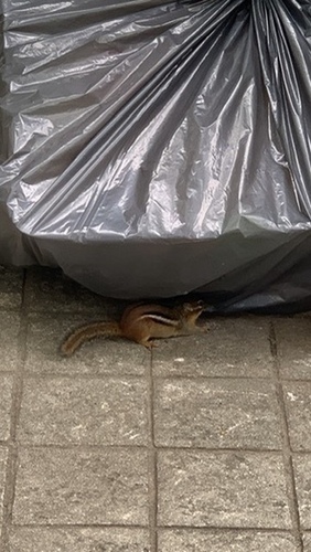 Eastern Chipmunk observed by ludaivine