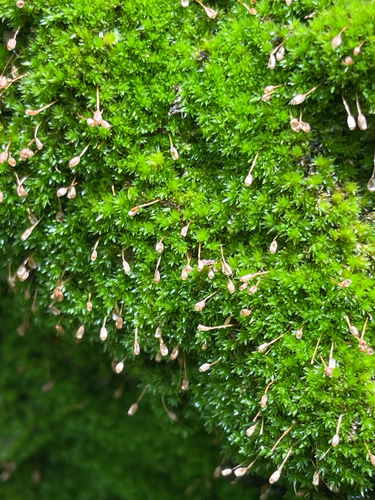 Drummondia prorepens observed 2026-06-02