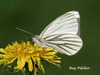 Mustard White - Photo (c) roy pilcher, some rights reserved (CC BY-NC), uploaded by roy pilcher