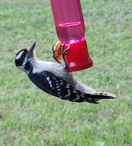 Downy Woodpecker observed by thewshuff