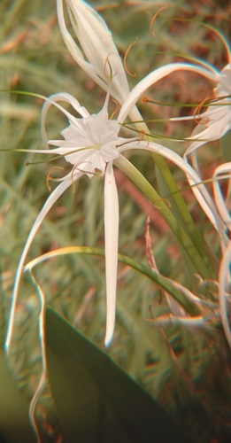Hymenocallis harrisiana observed 2026-06-02