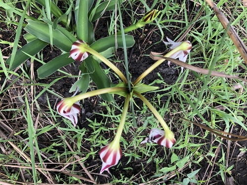 Crinum ornatum image