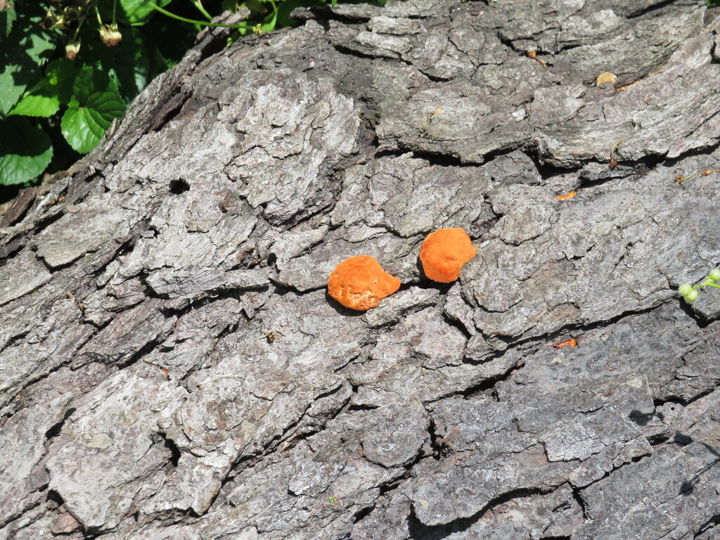 Northern Cinnabar Polypore · June 2026 · photo: Photo: (c) toad-wife, some rights reserved (CC BY) · iNaturalist