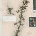 Acacia lahai - Photo (c) Smithsonian Institution, National Museum of Natural History, Department of Botany, some rights reserved (CC BY-NC-SA)