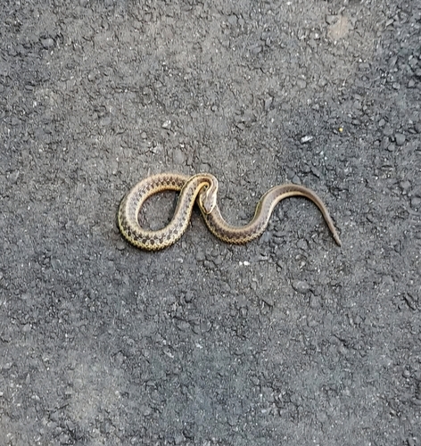 Common Garter Snake observed by camper56