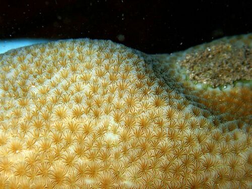 Pavona clavus observed 2026-05-31