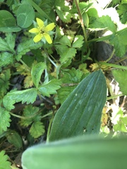 Waldsteinia fragarioides