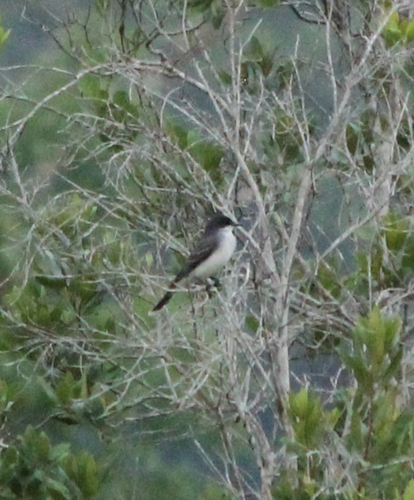 Eastern Kingbird observed by gacrmiguel