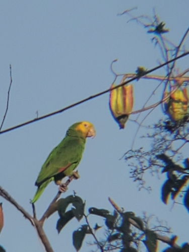 Yellow-headed Amazon (Amazona oratrix)