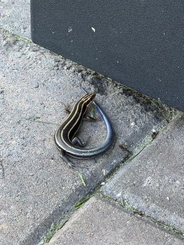 Common Five-lined Skink observed by sfcmiller